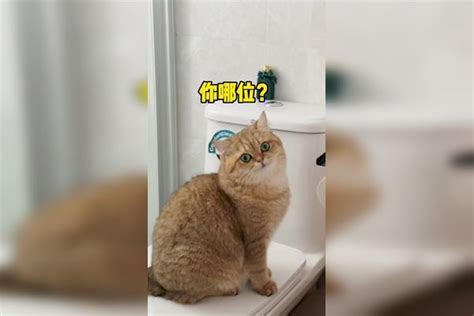 千万不要养太黏人的猫！