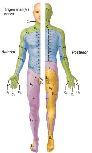 Ch 13 Peripheral Nervous System Flashcards Quizlet