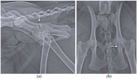 Incidence And Types Of Preceding And Subsequent Fractures In Cats With