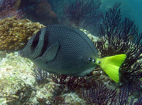 Yellowtail Surgeonfish Cabo San Lucas Mexico At Pelican Flickr