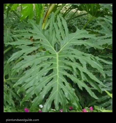 Split Leaf Philodendron Flower Plant And Seed Guide