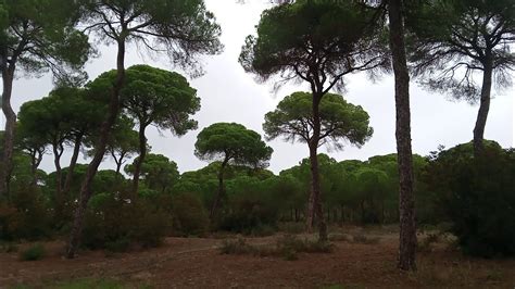 La Algaida - YouTube