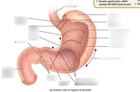 Stomach Diagram Quizlet