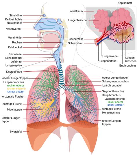 Lunge Allgemeines Wikibooks Sammlung Freier Lehr Sach Und Fachb Cher
