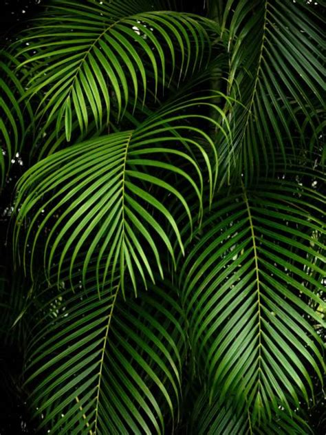 Tropical botanic garden wallpaper 📱 | Wallery