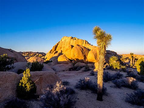 1000 Joshua Tree National Park Foto Foto Stok Potret And Gambar Bebas