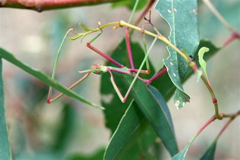 Stick Leaf Insects