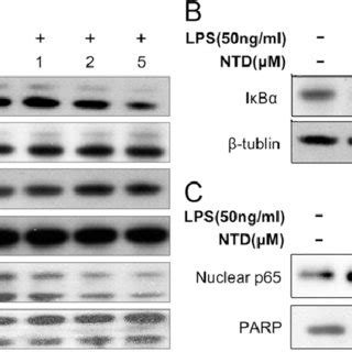 Pdf Nitidine Chloride Inhibits Lps Induced Inflammatory Cytokines