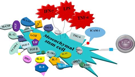 Msc Derived Immunomodulatory Cytokinegrowth Factors Upon An