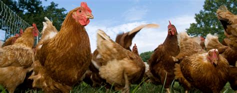 Farm-Raised Chickens: Answers on Antibiotics, Hormones and More | BestFoodFacts.org