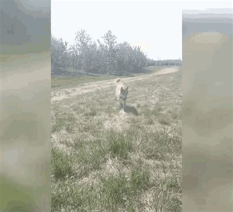 Ila Dog Husky Running Toward Dog Running GIF - IlaDogHuskyRunningToward Dog DogRunning ...