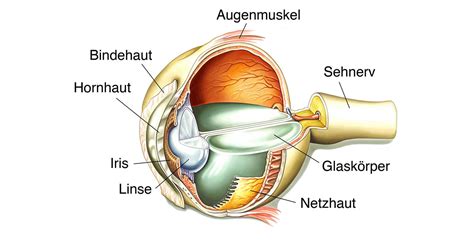 Aufbau Der Augen So Sehen Wir Kanyo