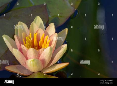 Nelumbo nucifera también conocido como loto Indio loto sagrado