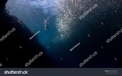Sexy Girl Wearing Bikini Diving Down库存照片 Shutterstock