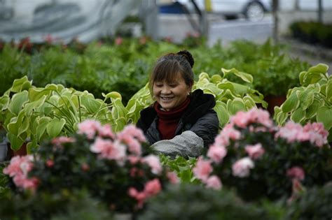 “花样”产业铺就乡村振兴路——探访贵州省毕节市百里杜鹃管理区的“花经济”中国农科新闻网