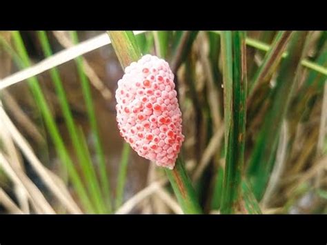 Hunting Snails Wow Amazing Berburu Keong Mas Di Sawah Keong Bekicot