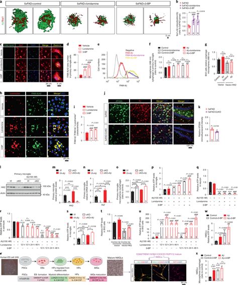 Hk Inhibition Or Deletion Promotes Microglial A Phagocytosis And Atp