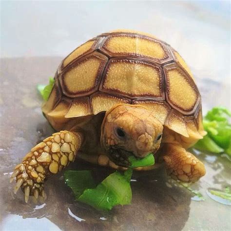 Sulcata Tortoise Found In The Sahara Desert Of North Africa Turtle