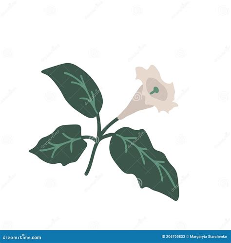 Isolated Datura Flower Stock Vector Illustration Of Icon 206705833