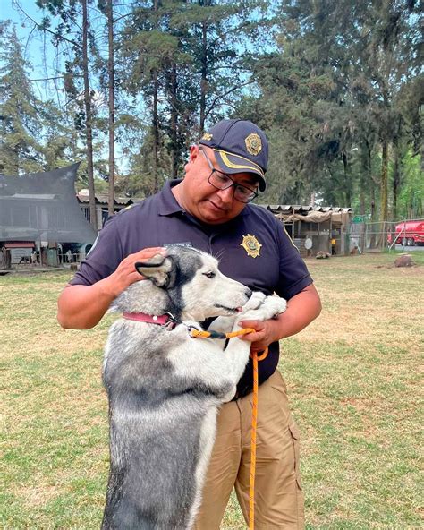 Reportan Abandono Y Maltrato De Perros Husky En Cdmxreportan Abandono Y