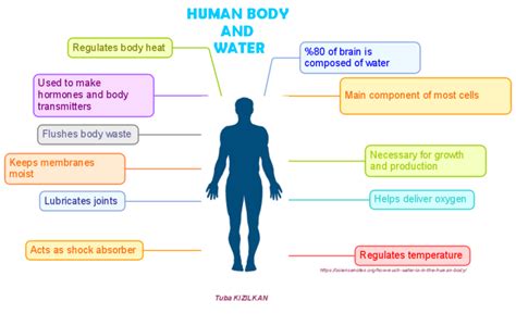 Human Body And Water Imindmap Mind Map Template Biggerplate The Best