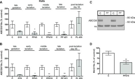 Expression Of Atp Binding Cassette Abc Transporters Abcg Abcg And