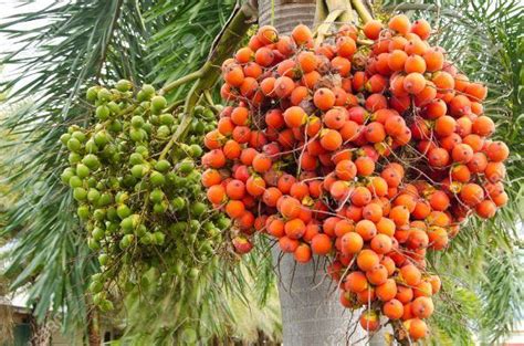 Areca nut - Alchetron, The Free Social Encyclopedia