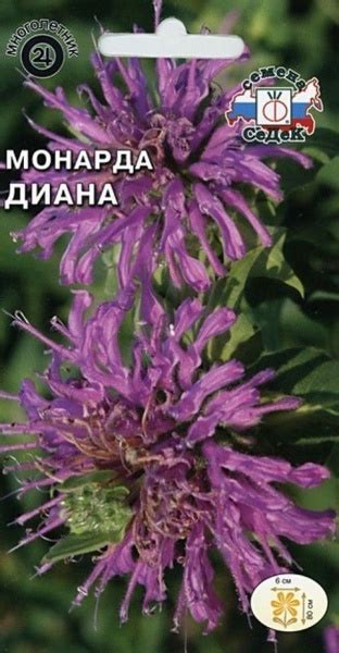 Монарда Седек Монарда - купить по выгодным ценам в интернет-магазине ...