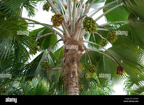 Types Of Tree Seeds