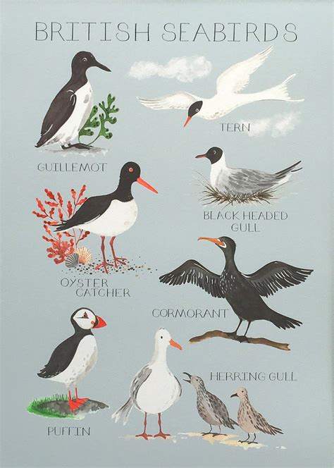 British Seabirds Fine Art Print Etsy UK