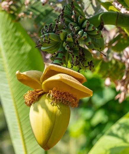 Musa Basjoo Japanese Banana In 2021 Buy Plants Perennial Plants