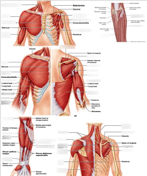 Muscle Diagrams Diagram Quizlet