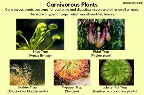 Carnivorous Plants In 2022 Carnivorous Plants Insectivorous Plant