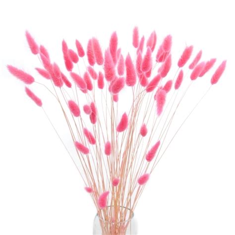 Dried Neon Pink Lagurus Bunny Tail Grass Stems Blosmi Suszone