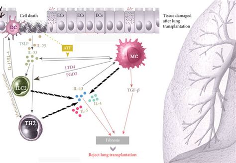 Interactions Of Mast Cells Mc And Type 2 Innate Lymphoid Cells Ilc2