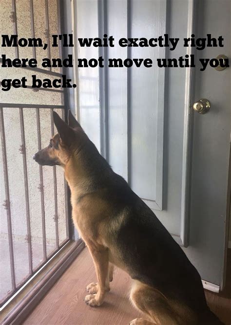 50 Funniest German Shepherd Memes Artofit