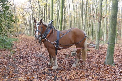 R Ckepferde Warten Auf Arbeit Helmut Junghans Flickr