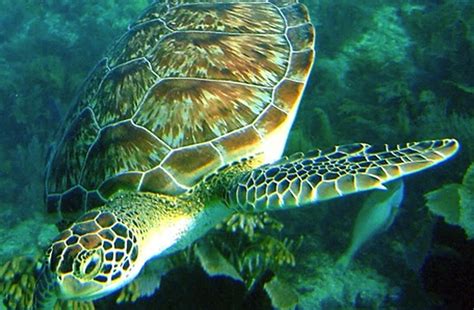 John Pennekamp Coral Reef State Park Florida Keys Key Largo PADI