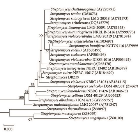 Phylogenetic Tree Showing Systematic Position Of Streptomyces Dbz39 Download Scientific Diagram