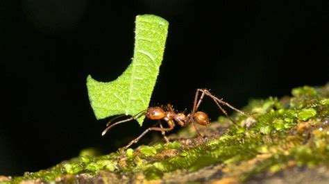 From Foliage to Fungus: See Butterfly Pavilion’s NEW Leafcutter Ant Habitat