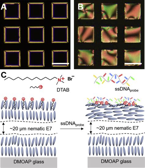 Adsorption Of The Probe DNA At The Cationic Surfactant Decorated