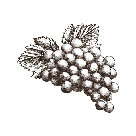 Grape Sketch Vector Png Images Sketch Grape Sketch Grape Fruit Png