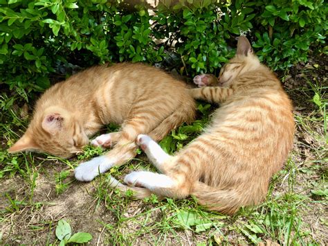 Zwei Rote Sommer Kater Abzugeben Hof Obst