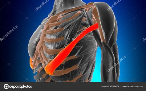 Abdominal Part Pectoralis Major Muscle Anatomy Medical Concept