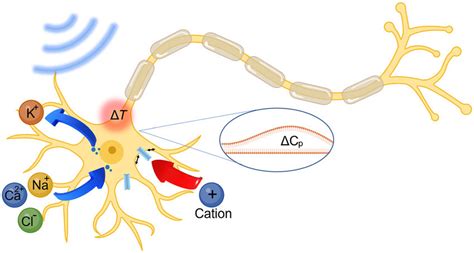 Schematic Of Possible Optoacoustic Neuromodulation Mechanisms Blue