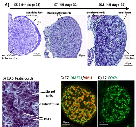 Testis Development In The Chicken Embryo A Histology Of Early Testis Download Scientific