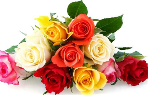 Gulab Ke Phool Ke Totke गुलाब के फूल के 10 अचूक टोटके खुलेंगे धन