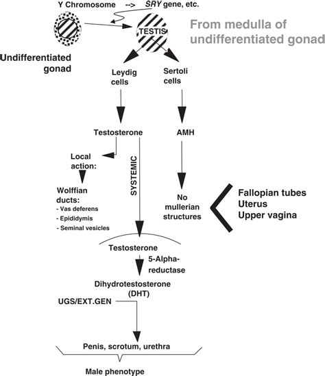 Disorders Of Sexual Development Oncohema Key