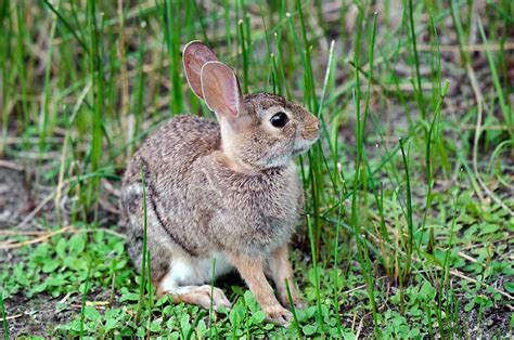 Eastern Cottontail Rabbits Are Common Throughout A Wide Range Of