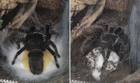 Moment A Tarantula Releases An Oozing Egg Sac Is Captured In Rare Video Daily Mail Online